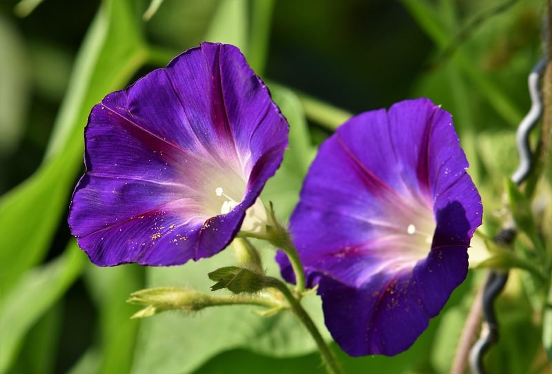 Morning Glory