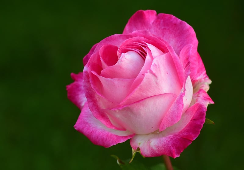 Climbing Roses